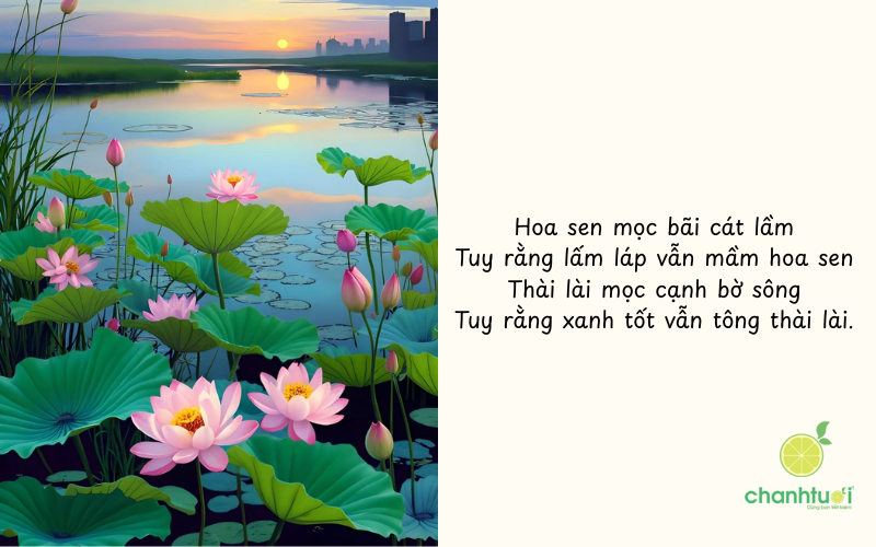 ca dao về hoa sen 1