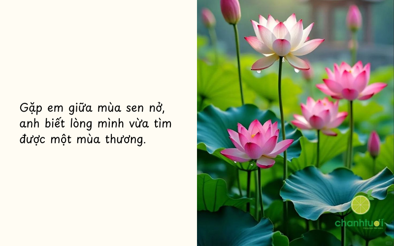 ca dao về hoa sen 2