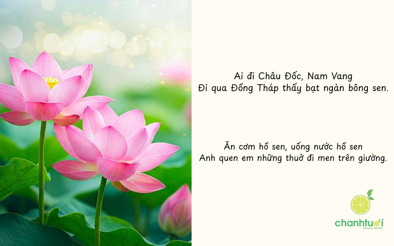 ca dao về hoa sen 3