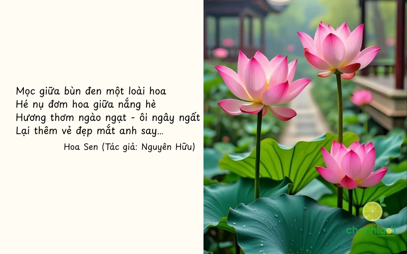 ca dao về hoa sen 4
