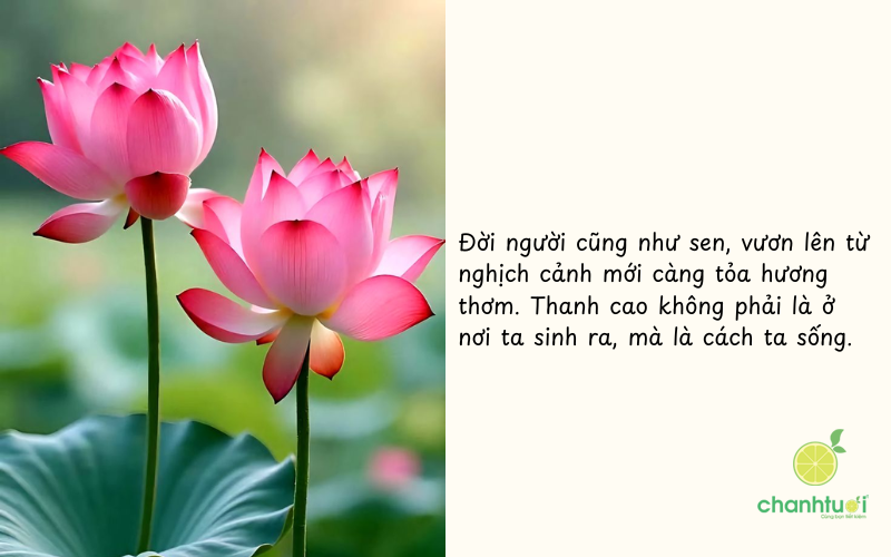 ca dao về hoa sen 5