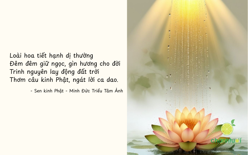 ca dao về hoa sen 6