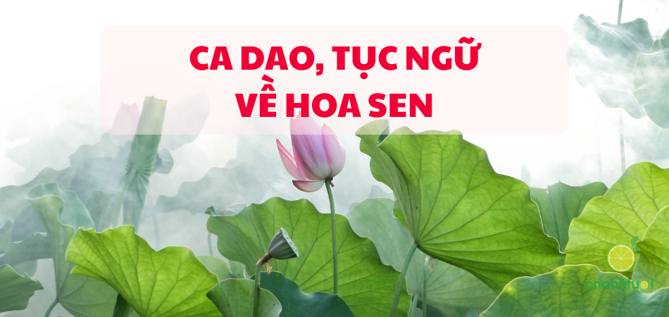 99+ tục ngữ, ca dao về hoa sen hay và ý nghĩa nhất