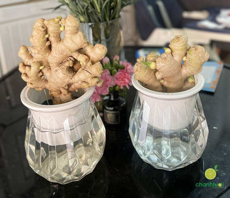 cách trồng gừng thủy sinh 2