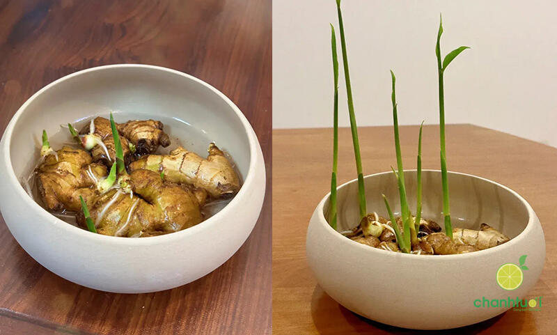 cách trồng gừng thủy sinh 3