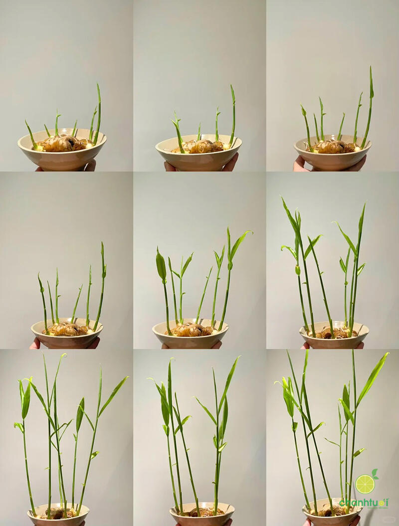 cách trồng gừng thủy sinh 4