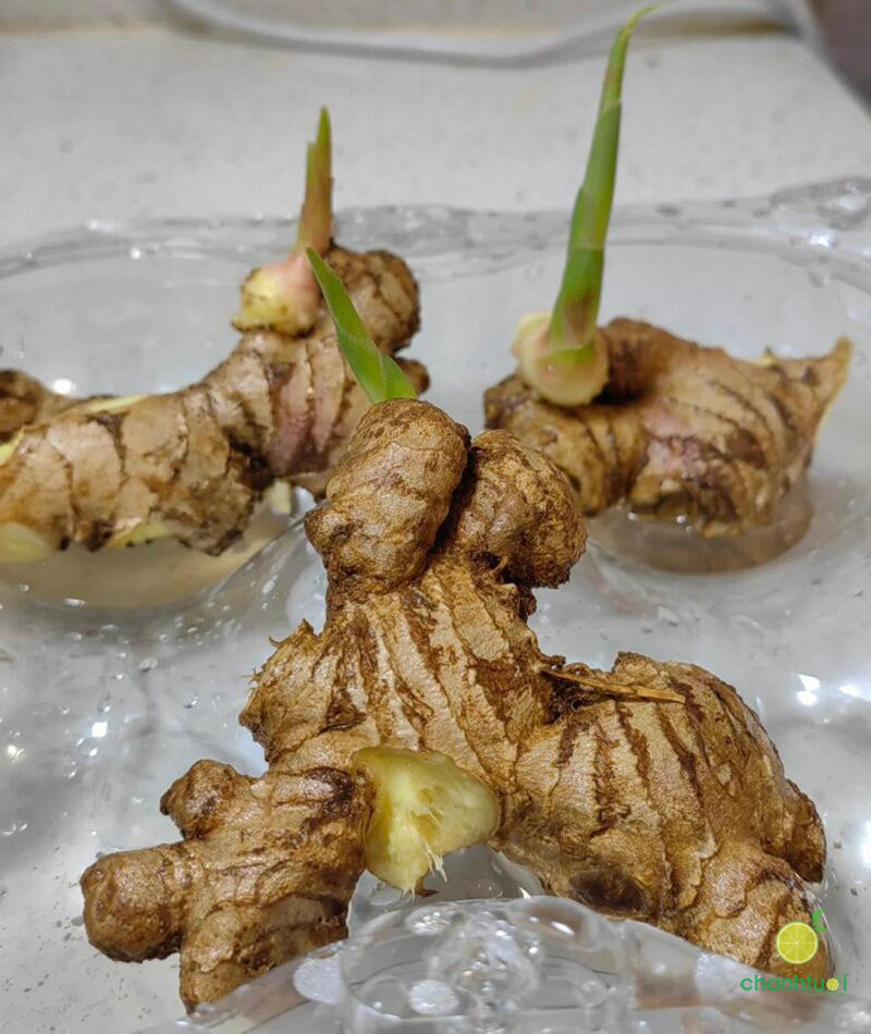 cách trồng gừng thủy sinh 9