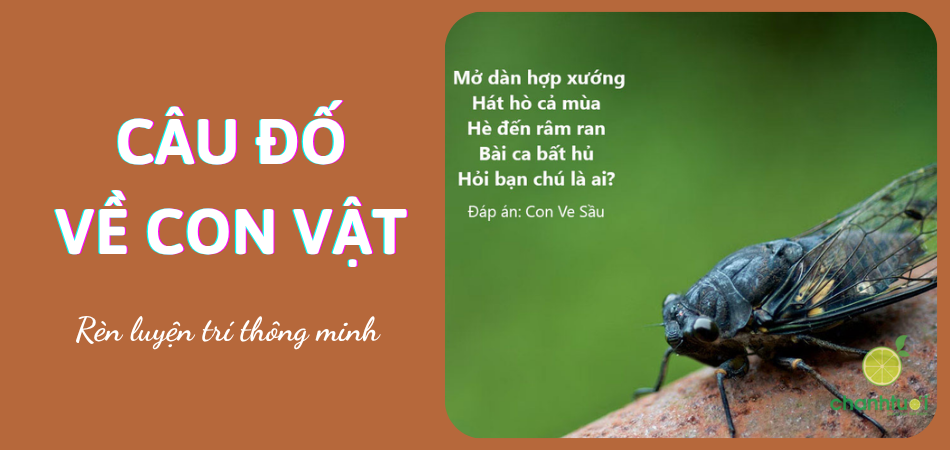 Chọn lọc 140+ câu đố về con vật cho bé rèn luyện tư duy, kèm đáp án
