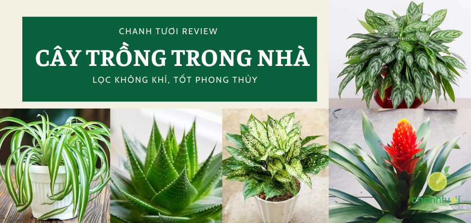Top 15 cây trồng trong nhà dễ sống, tốt cho phong thủy và sức khỏe 2026