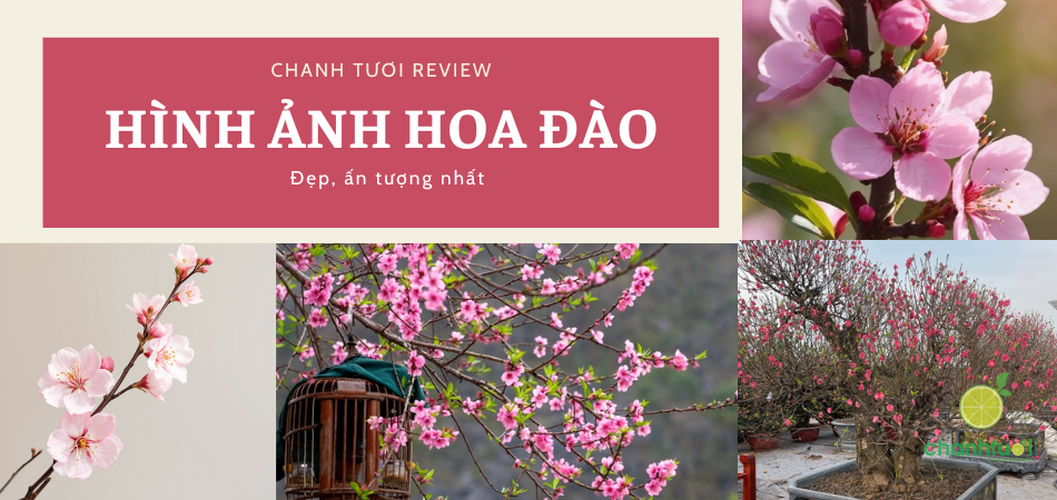 99+ Hình ảnh hoa đào ngày Tết đẹp nhất mừng năm mới 2026