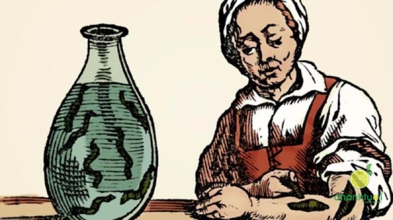 liệu pháp đỉa 1