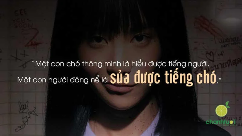 Người ta đội mũ bảo hiểm để bảo vệ nãoCòn những đứa không có não thì đội làm gì...
