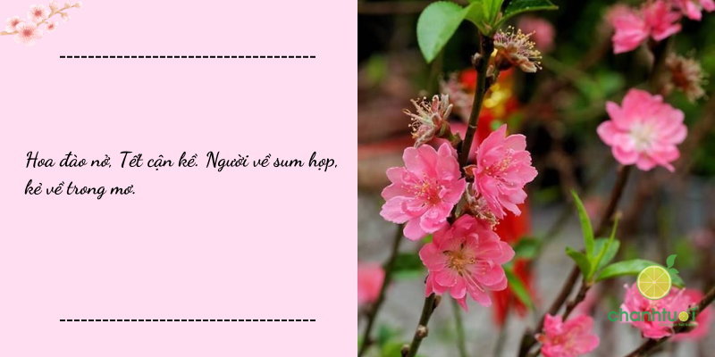 stt hoa đào 5