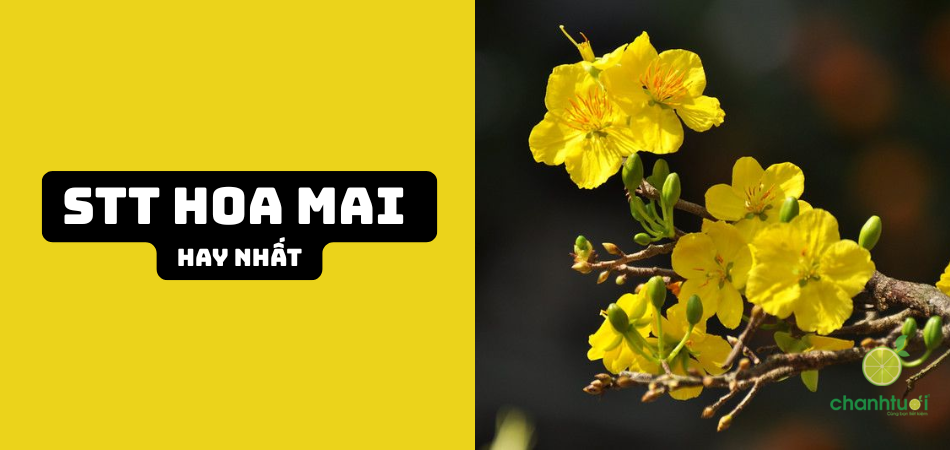 99+ STT Hoa Mai Hay, Ý Nghĩa, Thả Thính Dính Cho Xuân 2026