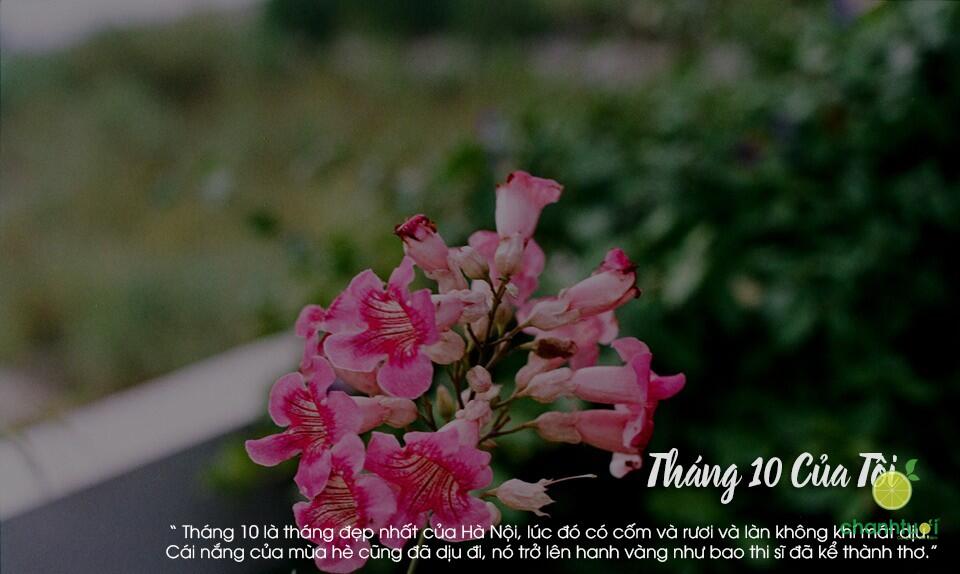 stt tháng 10 12