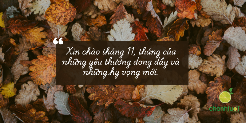 stt tháng 11 1
