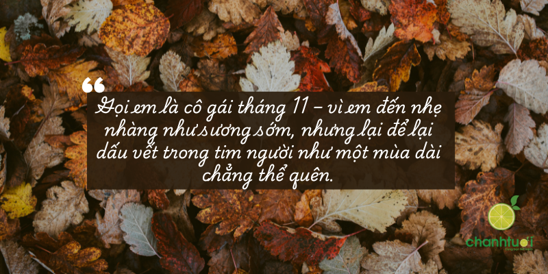 stt tháng 11 5