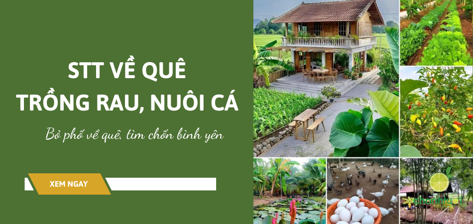 100+ STT về quê trồng rau nuôi cá hay, bỏ phố về quê tìm chốn yên bình