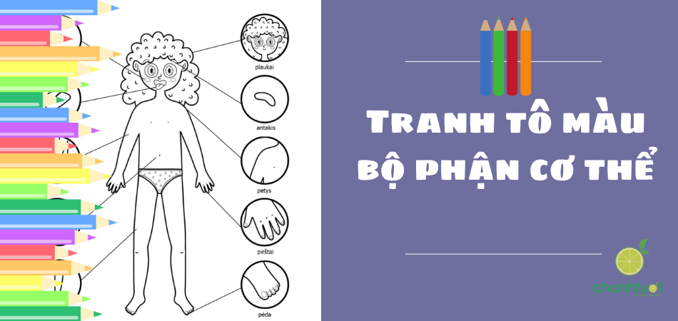 Bộ tranh tô màu bộ phận cơ thể giúp bé học nhanh, nhớ lâu