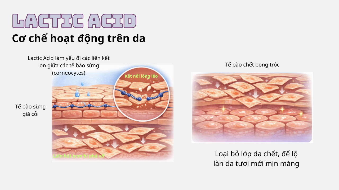 Cơ chế hoạt động của Lactic Acid trên bề mặt da
