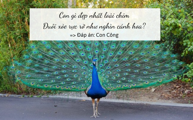 câu đố về con vật cho bé