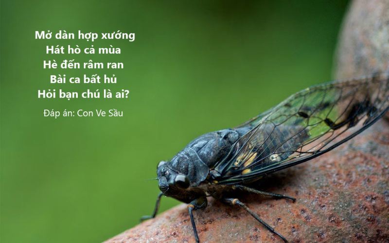 câu đố về con vật khó nhất