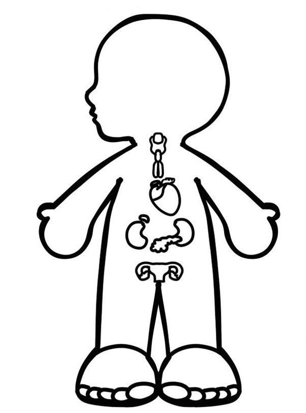 tranh tô màu các bộ phận trên cơ thể nội tạng 11