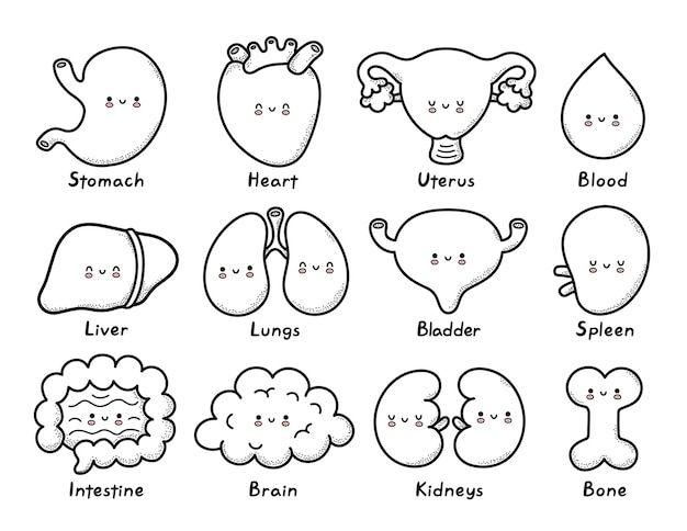 tranh tô màu các bộ phận trên cơ thể nội tạng 6