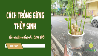 cach-trong-gung-thuy-sinh-thumb