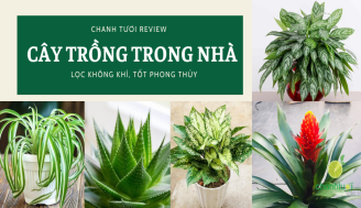 cay-trong-trong-nha-thumb