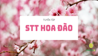 stt-hoa-dao-add