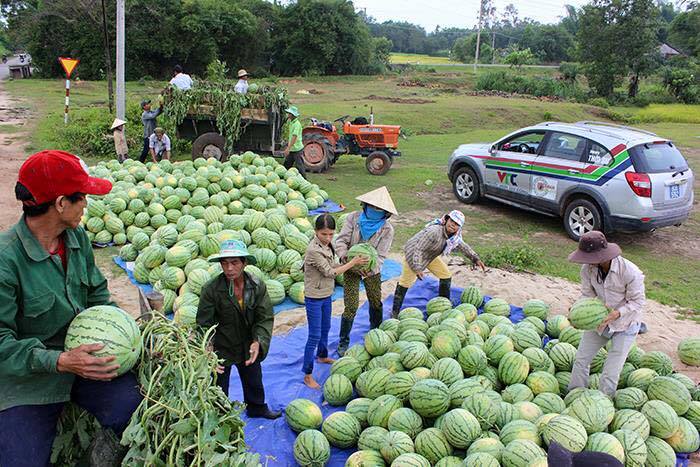 Địa chỉ mua dưa hấu ủng hộ nông dân Quảng Nam tại Hà Nội