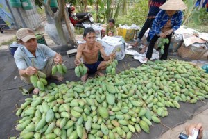 dia-chi-mua-xoai-giai-cuu-nong-dan-dinh-quan-tai-ha-noi-hcm-1