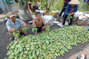 dia-chi-mua-xoai-giai-cuu-nong-dan-dinh-quan-tai-ha-noi-hcm-1