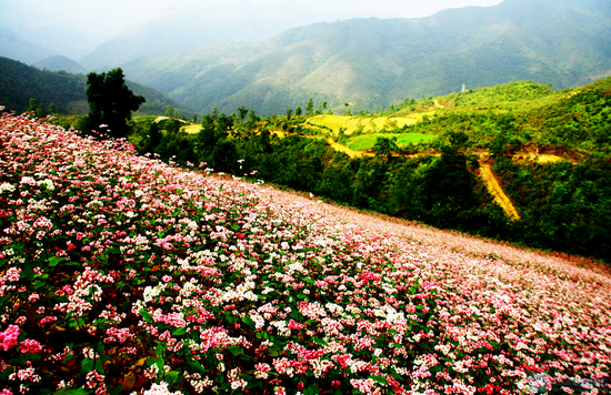 thang-10-ru-nhau-du-lich-ha-giang-ngam-hoa-tam-giac-mach-1