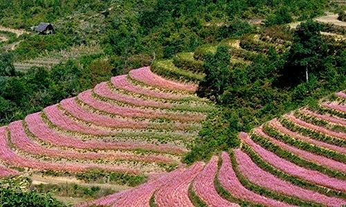 thang-10-ru-nhau-du-lich-ha-giang-ngam-hoa-tam-giac-mach-2