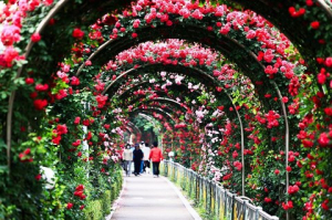 le-hoi-hoa-hong-ha-noi-bulgari