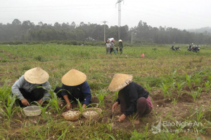 dia-chi-mua-hanh-tam-gia-25k-giai-cuu-cho-nguoi-dan-nghi-loc-ha-tinh-tai-ha-noi-2
