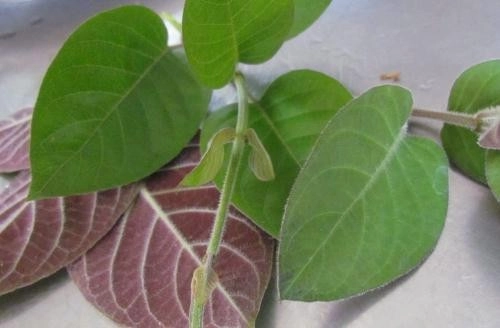 Cập Nhật Mách bạn cách thoát khỏi bệnh đau dạ dày một lần và mãi mãi 7 mach ban cach thoat khoi benh dau da day mot lan va mai mai 7.jpg
