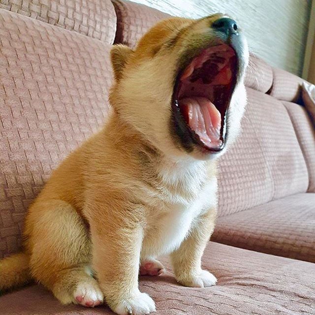 cho