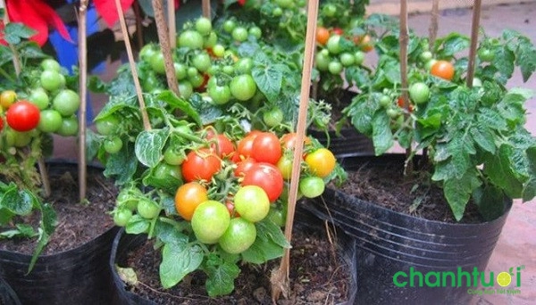 Cách trồng cà chua