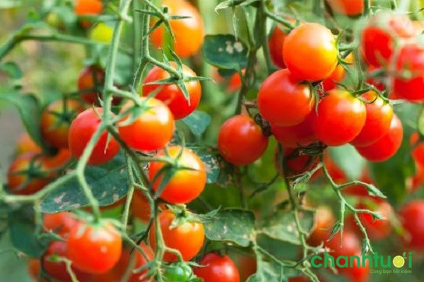 Cách trồng cà chua