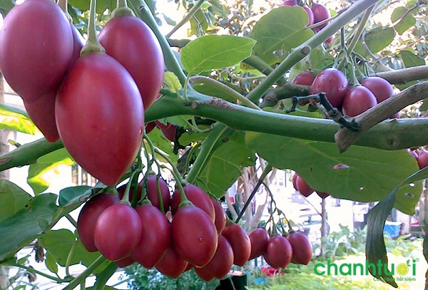 Cách trồng cà chua