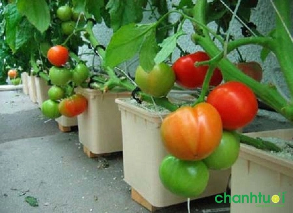 Cách trồng cà chua