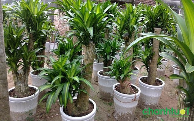 làm-trong-ngắn-