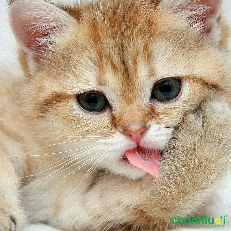 Mô tả một con vật bạn yêu thích