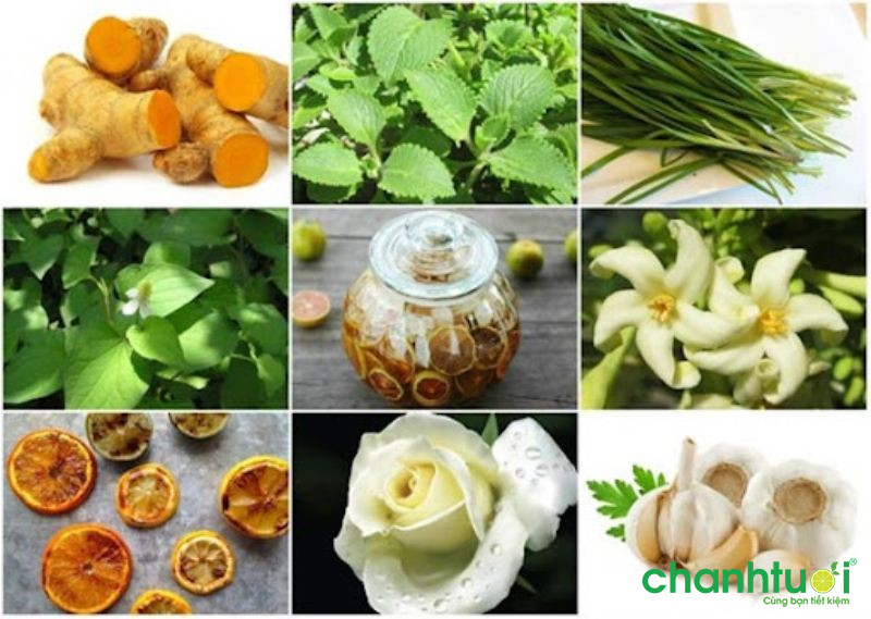 Cách sử dụng các vị thuốc thiên nhiên chữa trị ho khan là như thế nào?