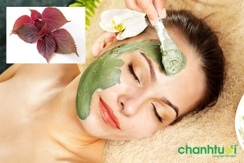 Cách trị nám da mặt bằng lá tía tô