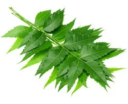 The SkinScience Company Neem Oil