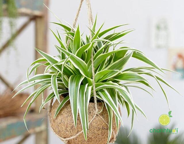 cay-trong-trong-nha-111